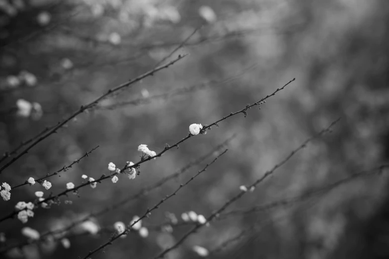 a black and white photo of a tree with white flowers, by Antoni Brodowski, unsplash, minimalism, flower buds, overcast bokeh - c 8, cold winter, black and white artistic photo