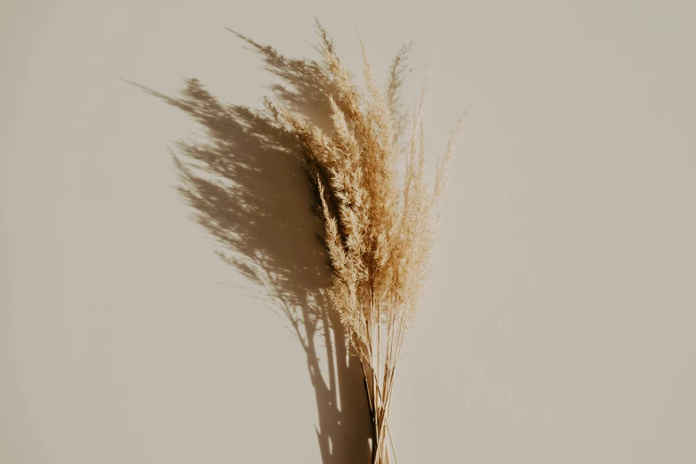 a bunch of dried grass sitting on top of a table, trending on pexels, light - brown wall, no background and shadows, product introduction photo