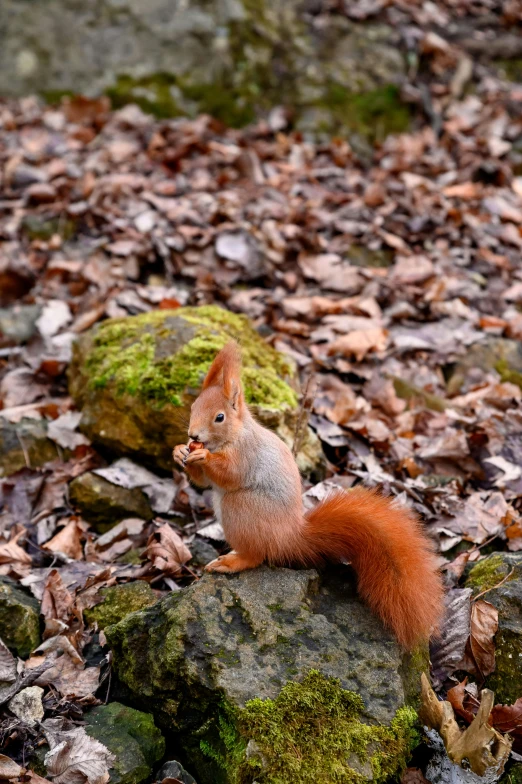 a squirrel sitting on a rock in the woods, by Sven Erixson, pexels contest winner, renaissance, eating rotting fruit, lower saxony, reds), high quality photo