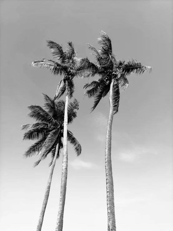 a black and white photo of three palm trees, james c