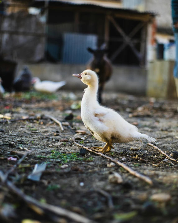 a duck that is standing in the dirt, an album cover, unsplash, renaissance, indonesia, transgender, outside in a farm, cutest