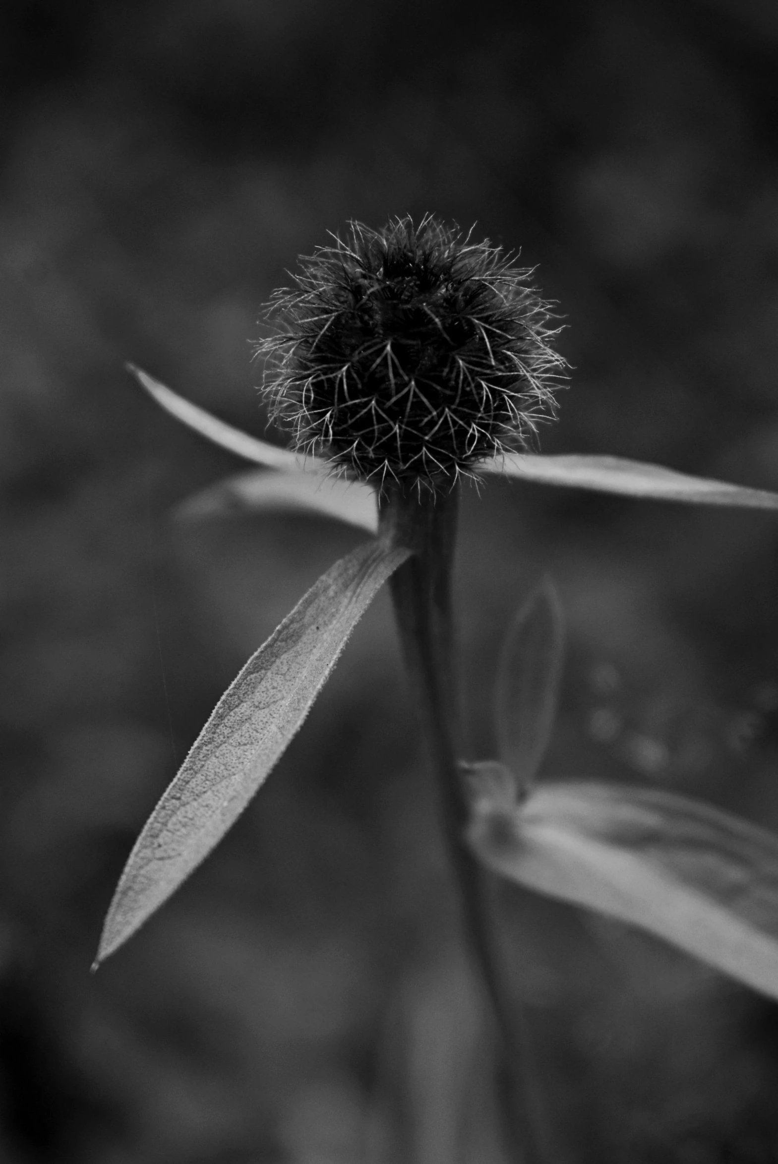 a black and white photo of a flower, bushy moustache, ((portrait)), ( ( fantasy plants ) ), epic. 1 0 0 mm