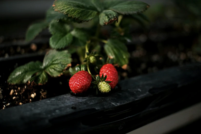 a couple of strawberries sitting on top of a plant, shot on hasselblad, shot with premium dslr camera, robotics, uncrop