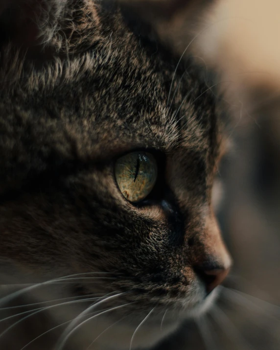 a close up of a cat with green eyes, looking off into the distance, alessio albi, very accurate photo