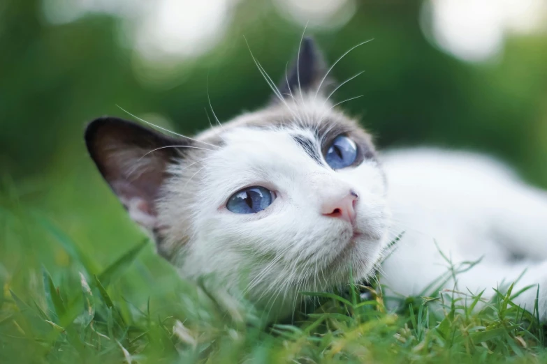 a white cat laying on top of a lush green field, an album cover, by Niko Henrichon, shutterstock, large blue eyes, aesthetic siamese cat, closeup 4k, instagram post