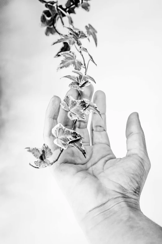 a black and white photo of a person's hand holding a flower, art photography, entangled foliage, salvia, 'untitled 9 ', tall and small