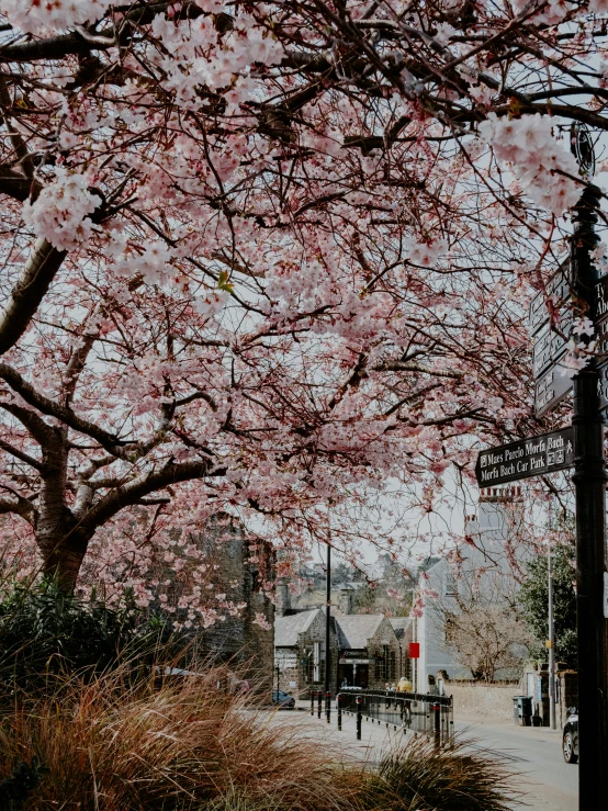 a couple of street signs sitting on the side of a road, a picture, trending on unsplash, lush sakura trees, seasons!! : 🌸 ☀ 🍂 ❄, upon a peak in darien, brooklyn