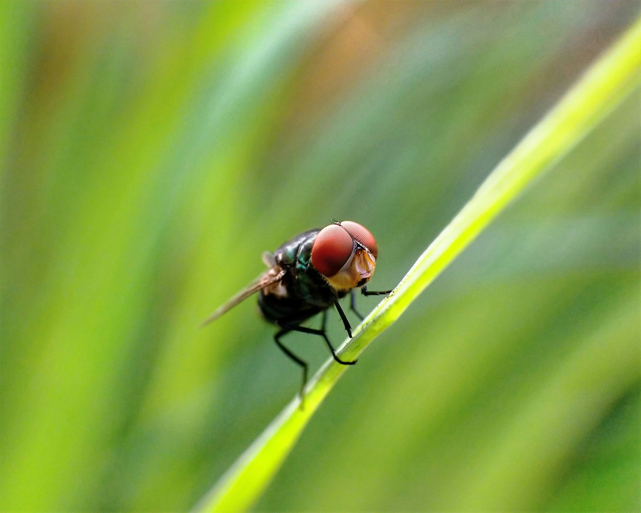 a close up of a fly on a blade of grass, pexels contest winner, hurufiyya, posing for camera, screensaver, large red eyes, #green