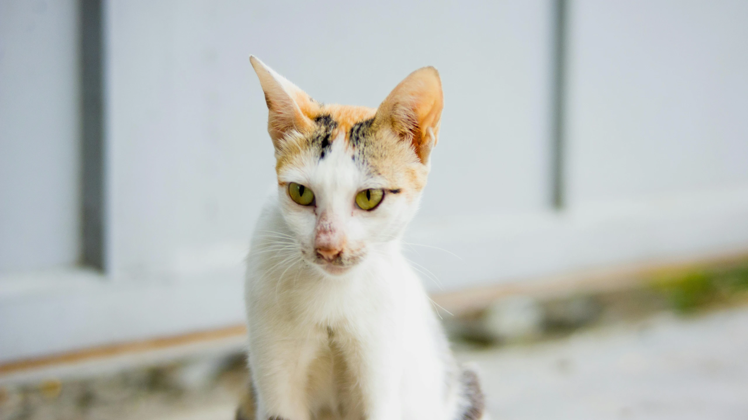 a cat sitting on the ground looking at the camera, a portrait, trending on unsplash, white and orange, two pointed ears, slightly pixelated, beautiful female white