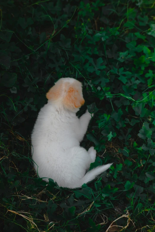 a small white dog sitting on top of a lush green field, by Elsa Bleda, trending on unsplash, renaissance, trap made of leaves, ignant, nugget, hunched over