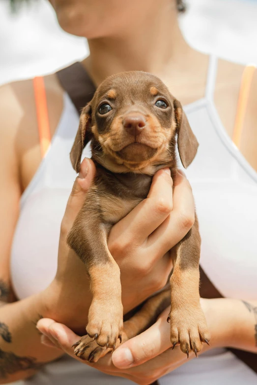 a woman holding a puppy in her hands, trending on pexels, portrait of a dachshund, slightly tanned, pits, uploaded
