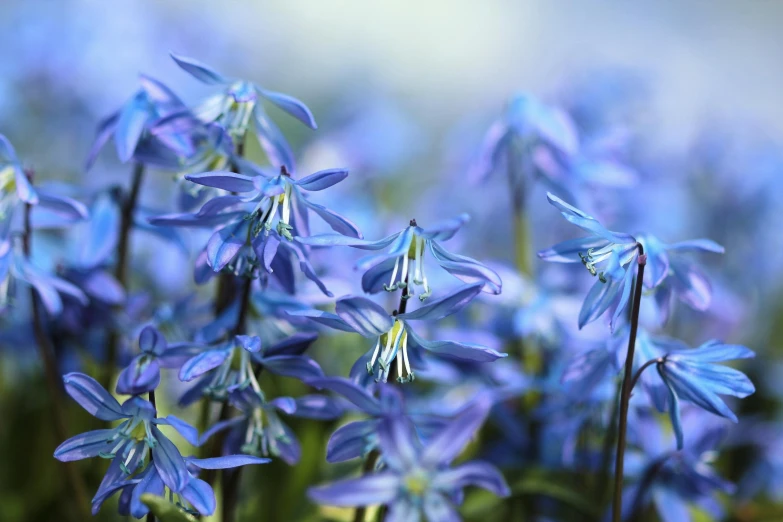 a group of blue flowers sitting on top of a lush green field, unsplash, hurufiyya, lilies, close-up photo, mediumslateblue flowers, hyacinthe rigaurd