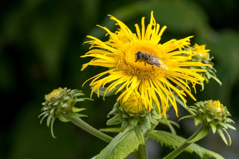 a bee sitting on top of a yellow flower, by Yasushi Sugiyama, pexels contest winner, renaissance, thistle, slide show, fine art print, grey