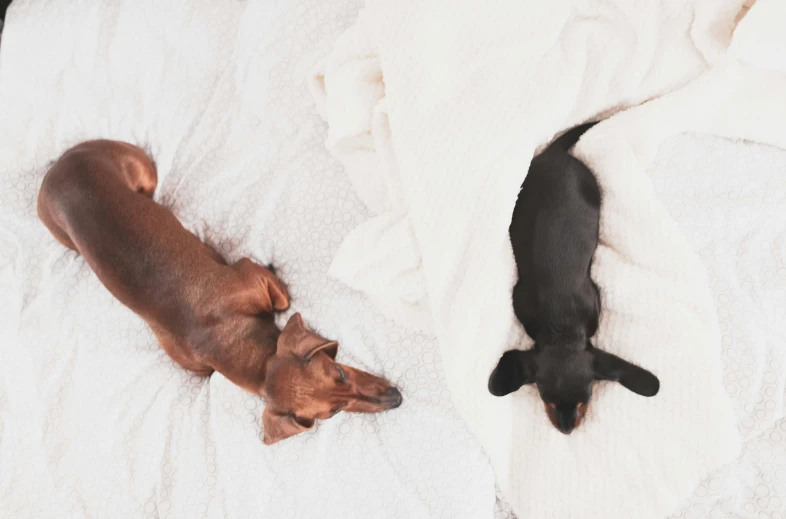 a couple of dogs laying on top of a bed, pexels contest winner, minimalism, realistic », dachshund, animation, ad image