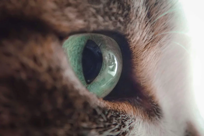 a close up of a cat's green eye, a macro photograph, trending on pexels, eye - level medium - angle shot, bird\'s eye view, looking off to the side, shot with sony alpha
