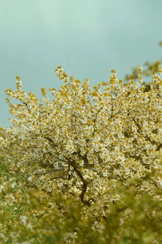 a giraffe standing on top of a lush green field, almond blossom, shades of gold display naturally, betula pendula, 2 0 0 mm wide shot