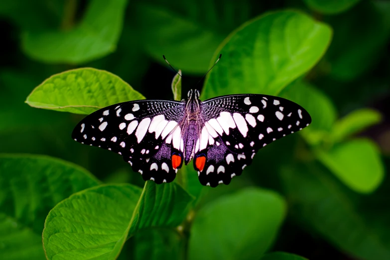 a close up of a butterfly on a leaf, doing a majestic pose, spotted, fan favorite, dark and white