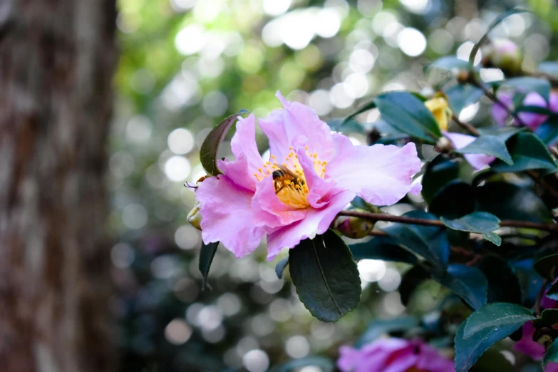 a close up of a flower on a tree, inspired by Charlotte Nasmyth, unsplash, hurufiyya, pink bees, australian, photograph captured in a forest, taken in the early 2020s
