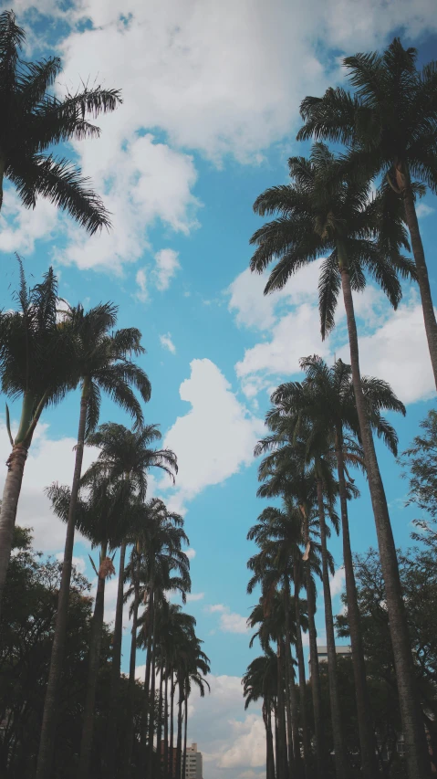a street lined with tall palm trees under a blue sky, an album cover, inspired by Elsa Bleda, unsplash contest winner, aestheticism, trending on vsco, clouds around, ((trees)), (tropicalism)