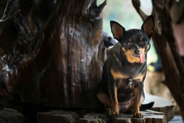 a small dog sitting on top of a piece of wood, a portrait, pexels contest winner, soft lulling tongue, australian, tiki, ( ultra realistic