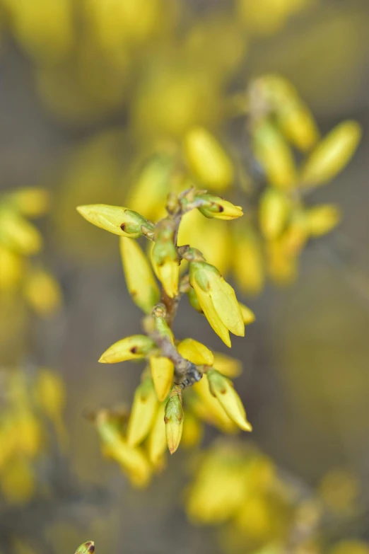 a close up of a plant with yellow flowers, by David Simpson, willows, spring early, nut, shot on sony a 7