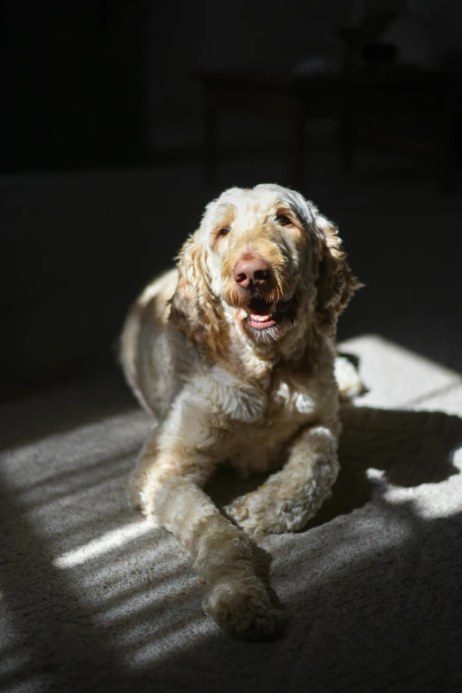 a dog that is laying down on the floor, a portrait, unsplash, sun flare, taken with sony alpha 9, long curly fur, bearded