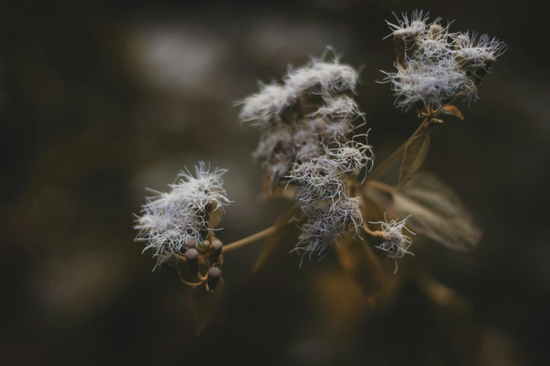 a close up of a plant with small white flowers, unsplash, tonalism, withered, feathery fluff, shot on sony a 7, grey