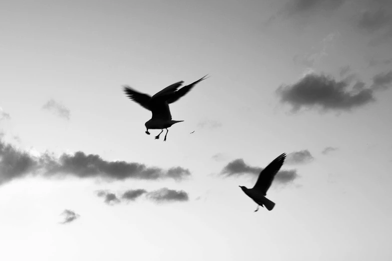 a couple of birds flying through a cloudy sky, a black and white photo, by Mathias Kollros, pexels contest winner, 1024x1024, orbital, talons, in the early morning