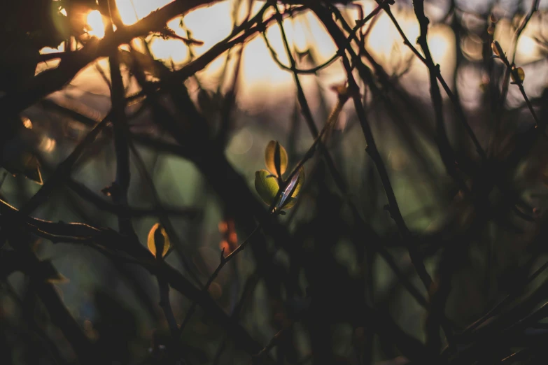 the sun shines through the branches of a tree, a picture, inspired by Elsa Bleda, unsplash, romanticism, flower buds, tangled vines, bokeh photo