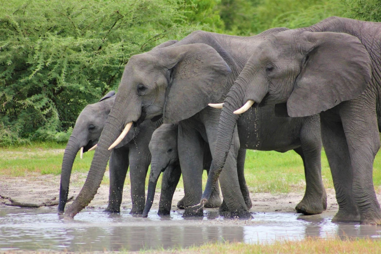 a herd of elephants standing next to each other, by Terese Nielsen, pexels contest winner, hurufiyya, drinking, 4k”, 4 k ”