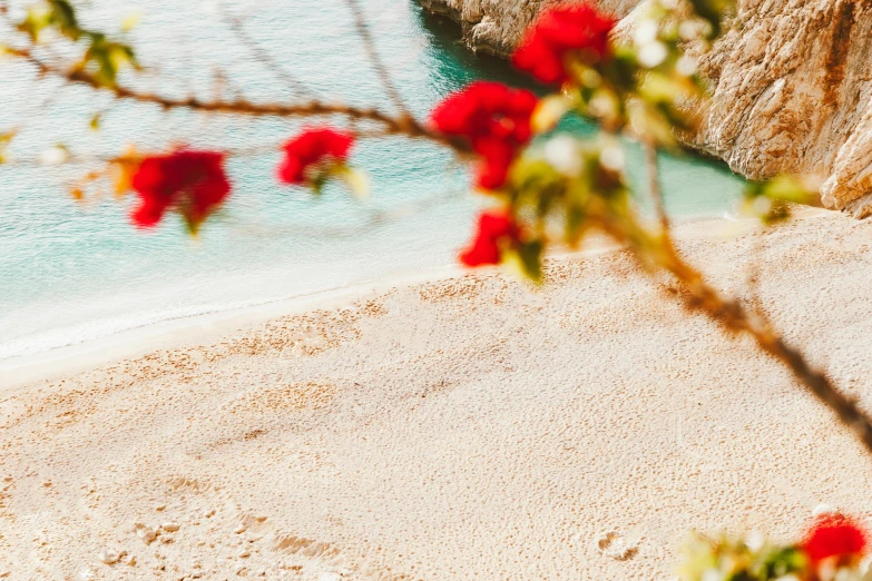 a couple of people standing on top of a sandy beach, pexels contest winner, romanticism, red and white flowers, mediterranean features, bougainvillea, laying on a beach