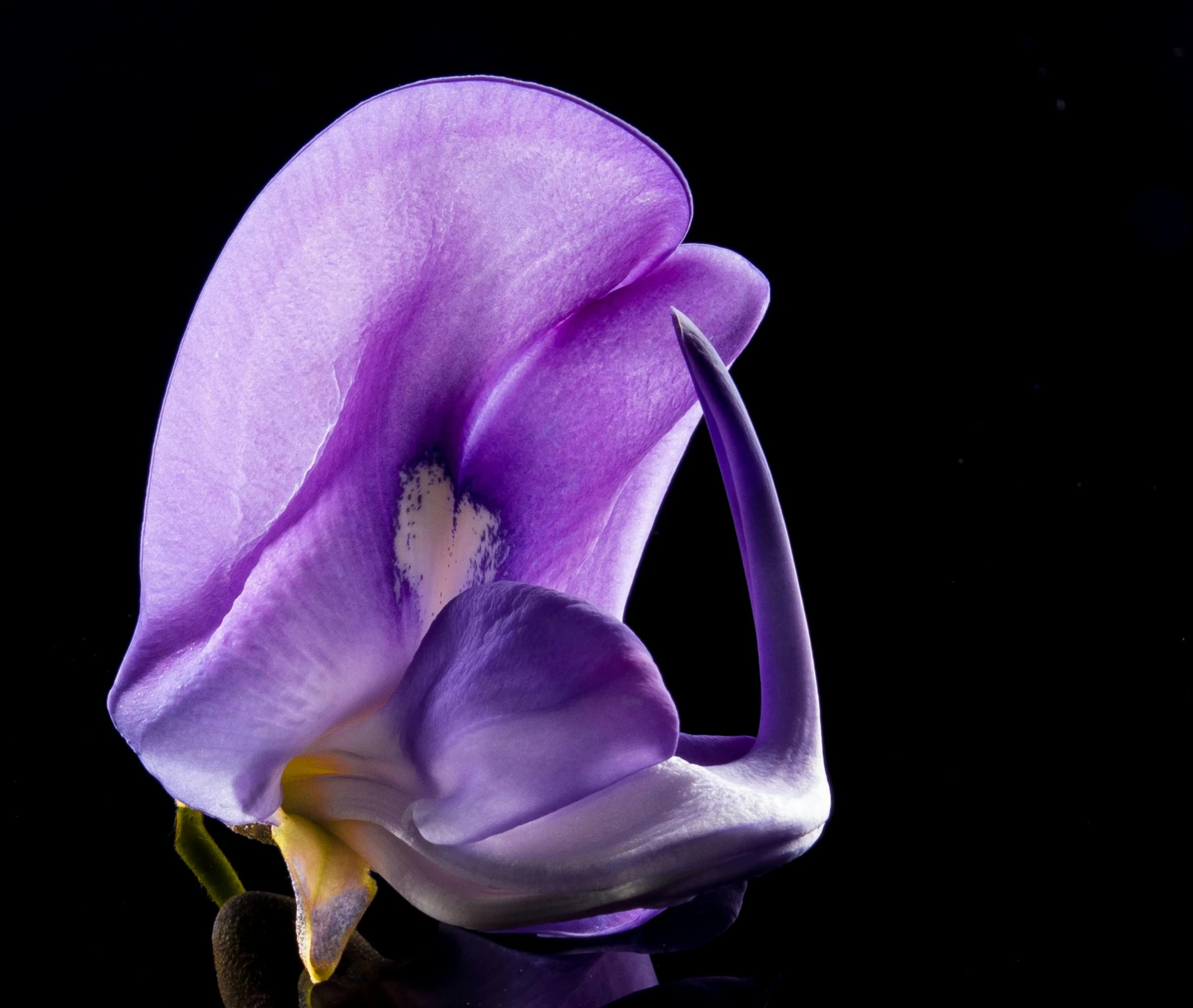 a purple flower sitting on top of a black surface, award-winning photograph, flower sepals forming helmet, contorted, verner panton
