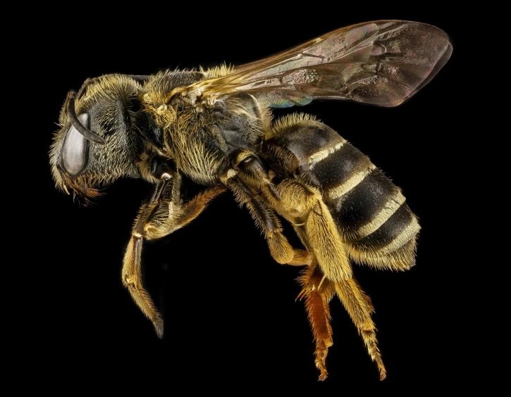 a close up of a bee on a black background, a macro photograph, by Scott Samuel Summers, pixabay, hyperrealism, full body shot hyperdetailed, stacked image, ilustration, kris kuksi