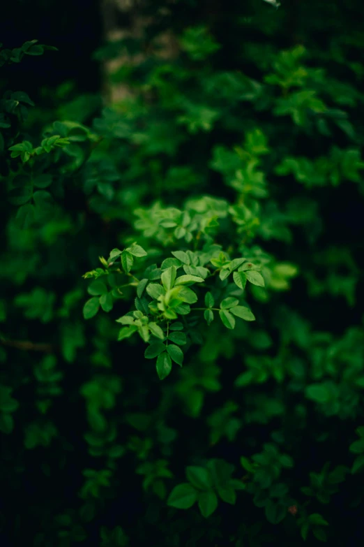 a green plant in the middle of a forest, inspired by Elsa Bleda, unsplash, hedges, medium close-up shot, shot on hasselblad, honeysuckle