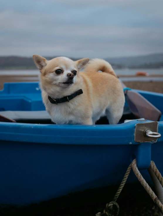 a small dog standing in a blue boat on a beach, inspired by Chippy, pexels contest winner, happening, 8k 50mm iso 10, portrait of small, subreddit / r / whale, in the evening