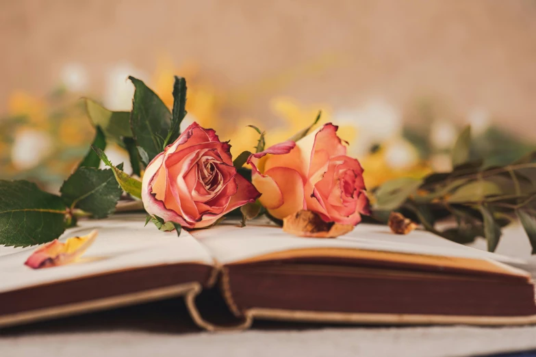 two roses sitting on top of an open book, a still life, unsplash, flowers and vines, profile image, fan favorite, dead plants and flowers