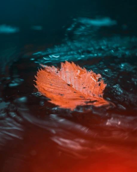 a leaf floating on top of a body of water, some red water, orange teal lighting, 2019 trending photo, lgbtq