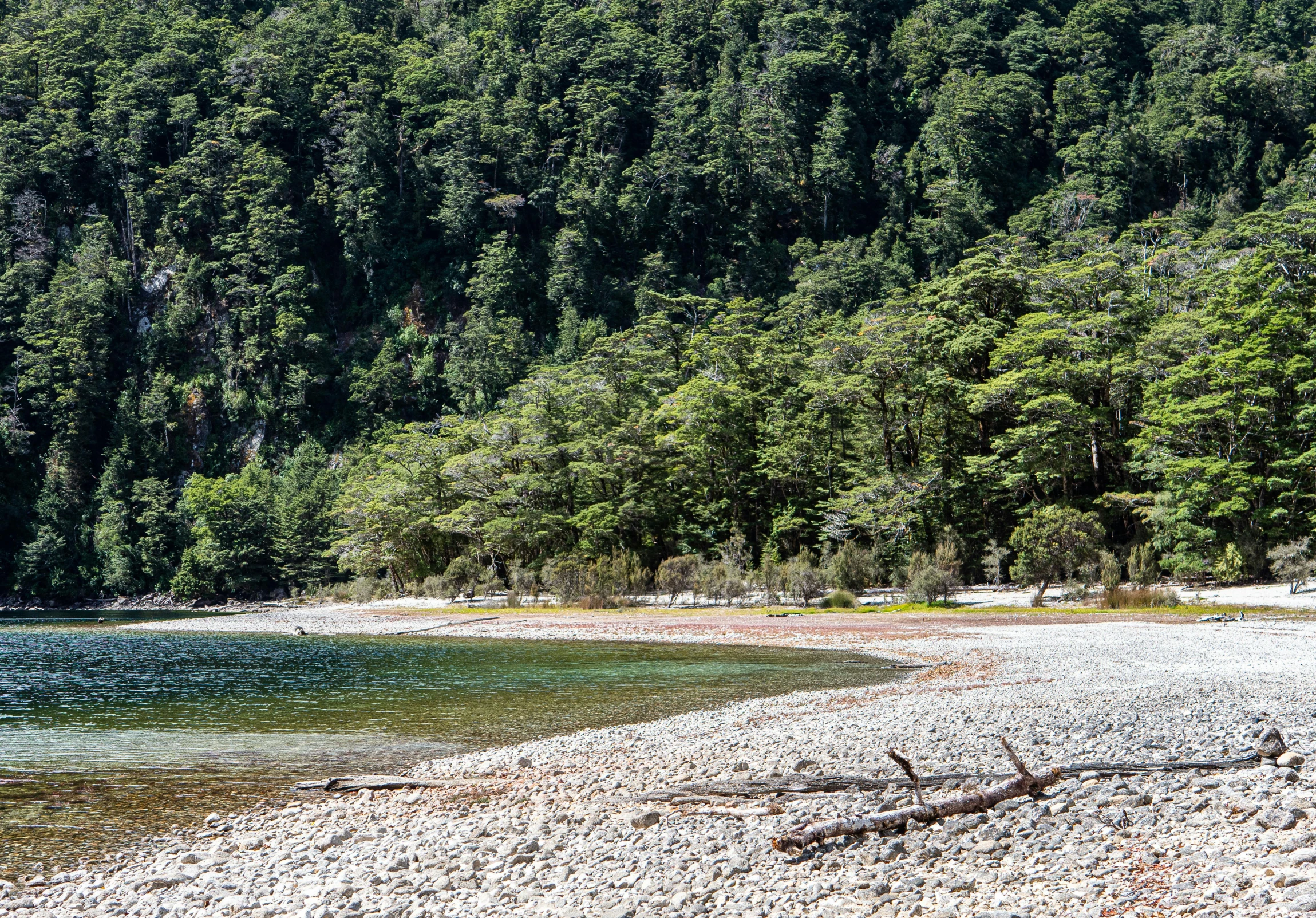 a large body of water next to a forest, inspired by Kōno Michisei, unsplash, visual art, gravel and scree ground, tawa trees, 1990's photo, sparkling cove