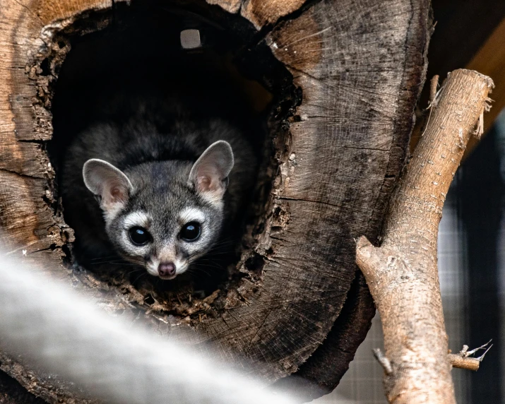 a close up of a small animal in a tree, hut, sugar glider, all enclosed in a circle, black