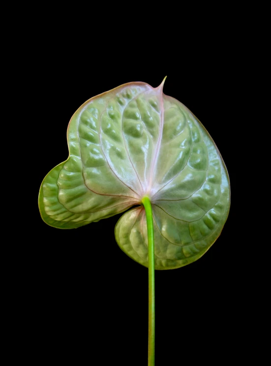 a close up of a flower on a black background, a digital rendering, inspired by Carpoforo Tencalla, unsplash, vibrant colorful green leaves, ignant, vegetal architecture, kidney