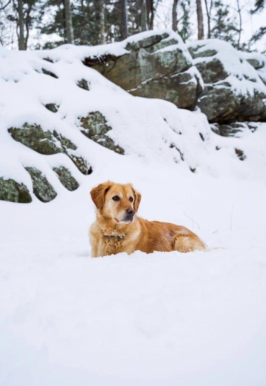 a dog that is laying down in the snow, a portrait, shutterstock contest winner, golden, on the mountain, new hampshire, screensaver