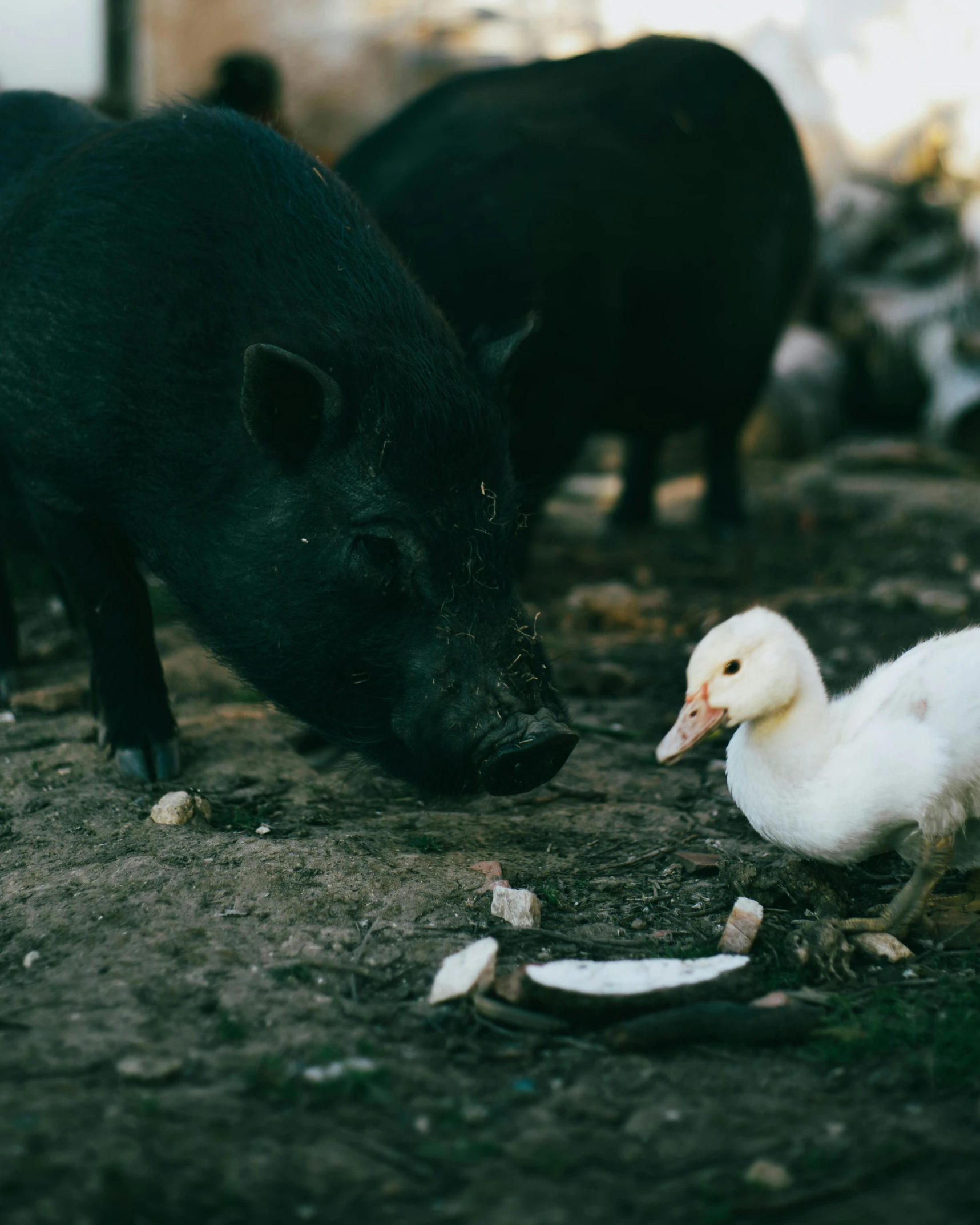 a black pig standing next to a white duck, a picture, unsplash, multiple stories, closeup at the food, thumbnail, township