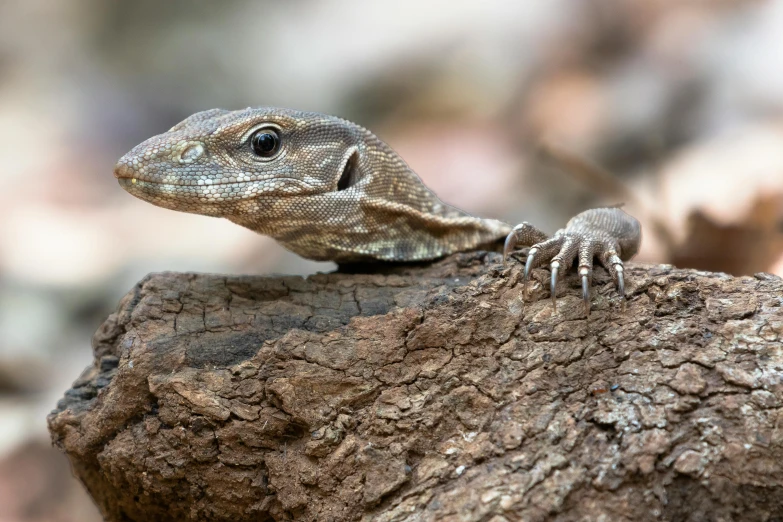 a close up of a lizard on a rock, by Elizabeth Durack, pexels contest winner, on a wooden plate, young male, intricate highly detailed 8 k, mid 2 0's female