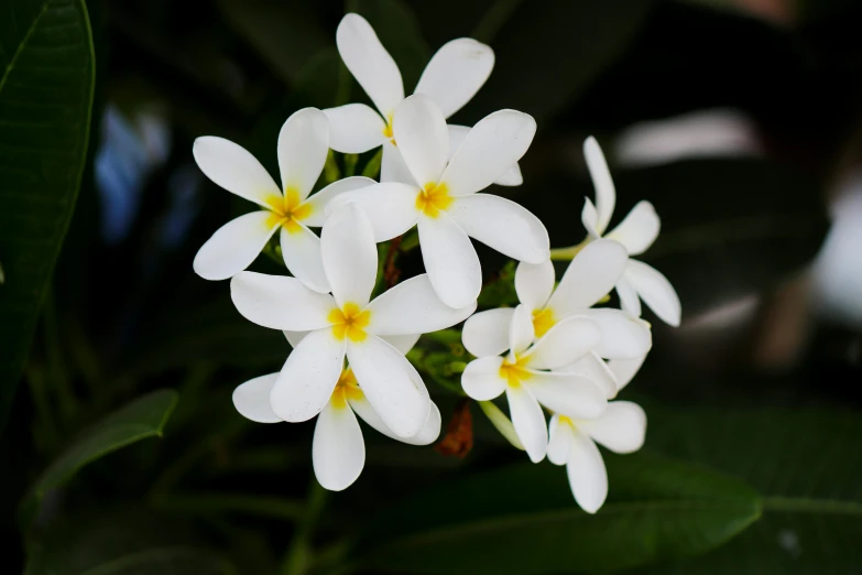 a bunch of white flowers with yellow centers, tropical houseplants, taken with sony alpha 9, album, multicoloured