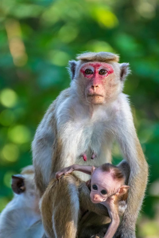 a monkey sitting on top of a baby monkey, inspired by Steve McCurry, trending on pexels, renaissance, south east asian with round face, multilayer, il, hindu