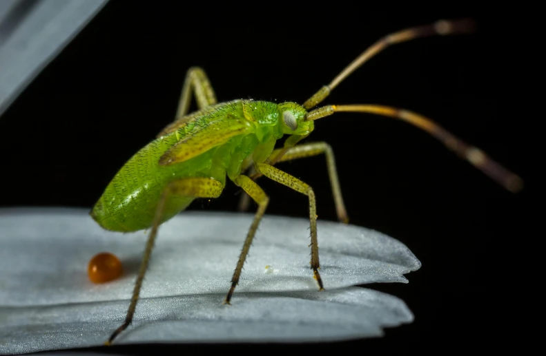 a green bug sitting on top of a white flower, at night, avatar image, hyperdetailed photograph, buggy