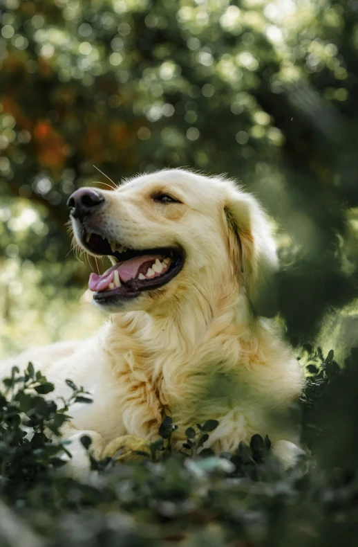 a dog that is laying down in the grass, golden teeth, amongst foliage, paul barson, smiling confidently