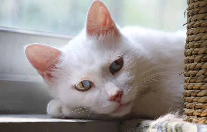 a white cat laying on top of a window sill, trending on unsplash, close - up of face, taken in the late 2000s, albino dwarf, white detailed eyes