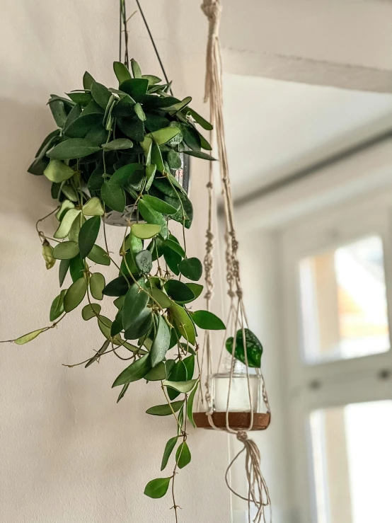 a couple of hanging plants on a wall, by Niko Henrichon, organic ornament, detailed product image, indoor shot, large vines