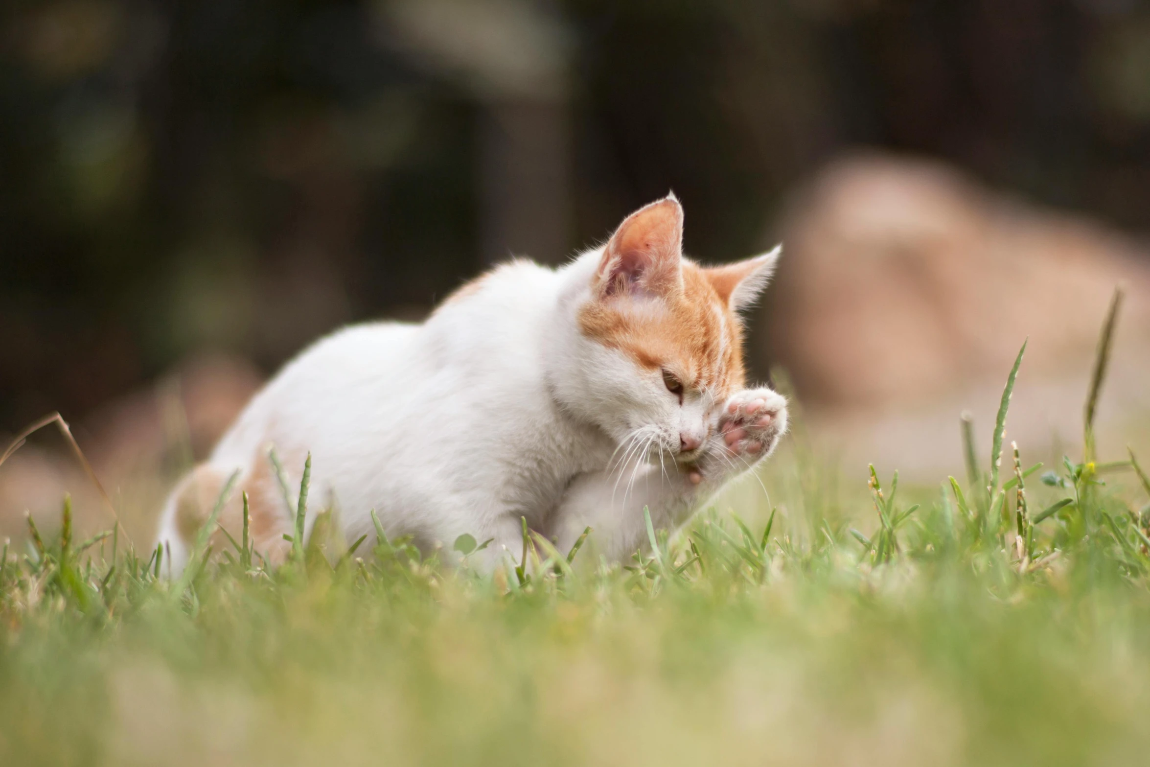 a white and orange cat sitting on top of a lush green field, scratches, eating outside, paul barson, focus on his foot